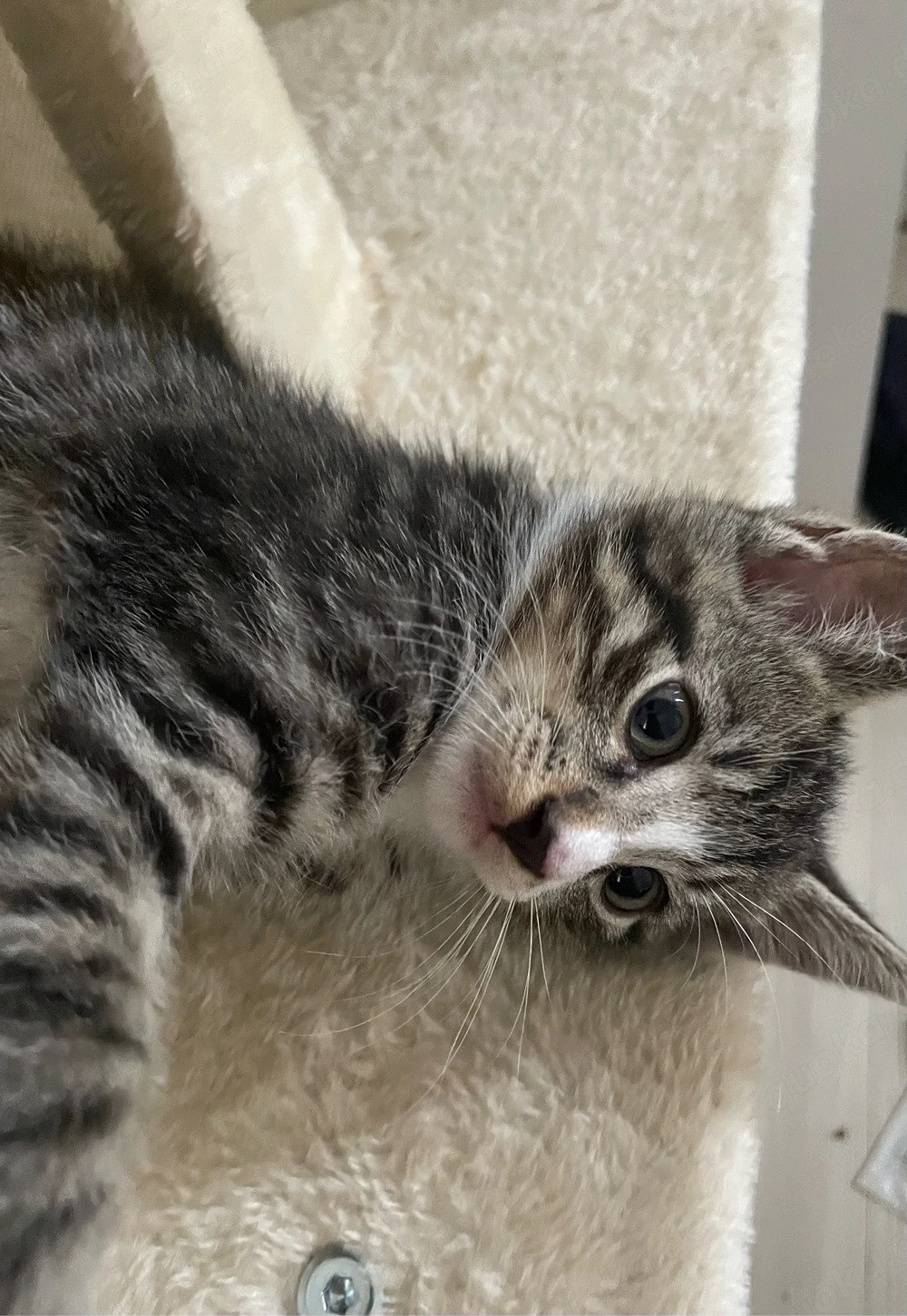 4 EKH Kitten 