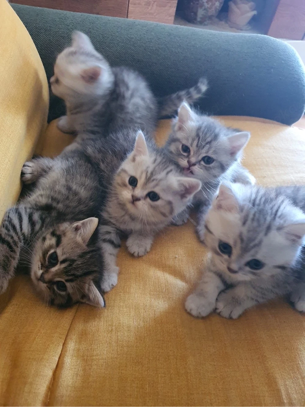Süße und verspielte Kitten   Babykatzen suchen ein liebevolles Zuhause   