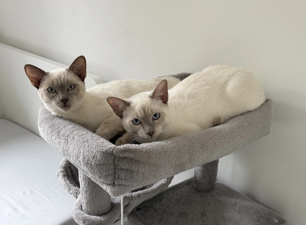 Wunderschönes Siam-Geschwisterpaar Lilac-Point (kastriert & geimpft) sucht Zuhause   inkl. Komplett-