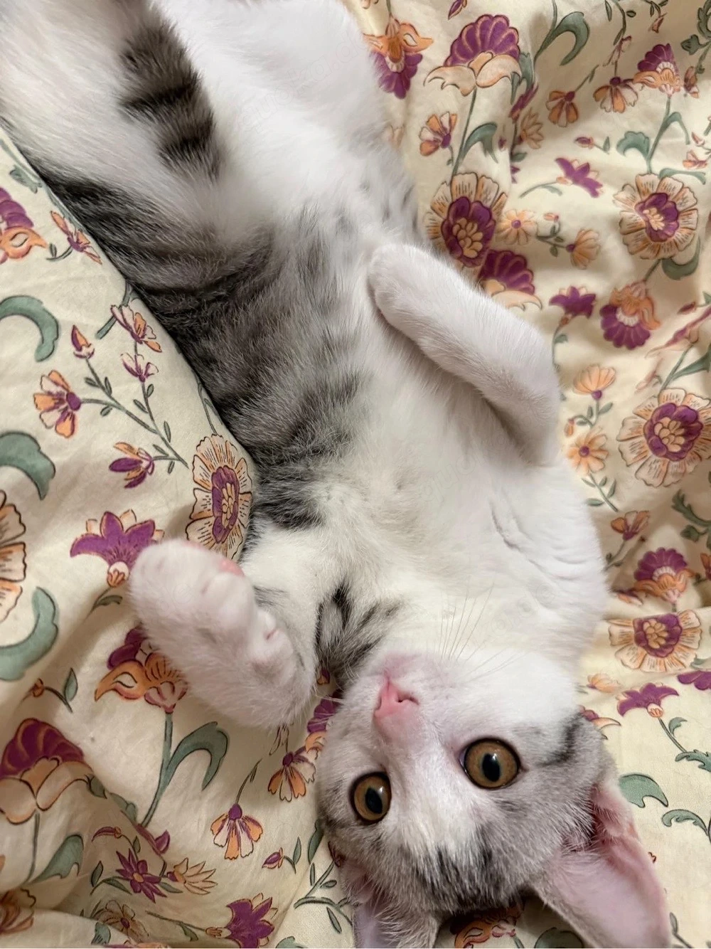 Süßer Kater sucht Zuhause für immer :)