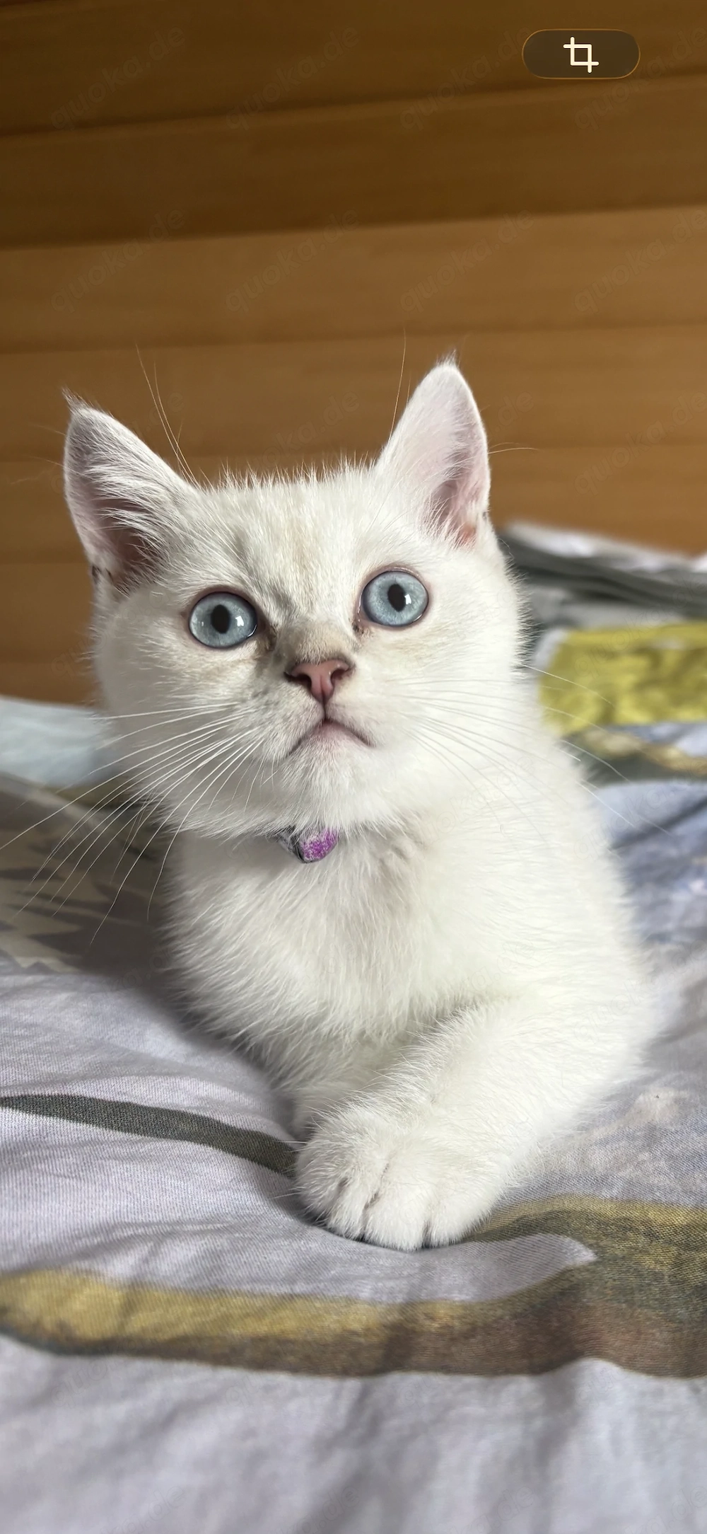 BKH Kitten sind abholbereit für ein neues Zuhause.