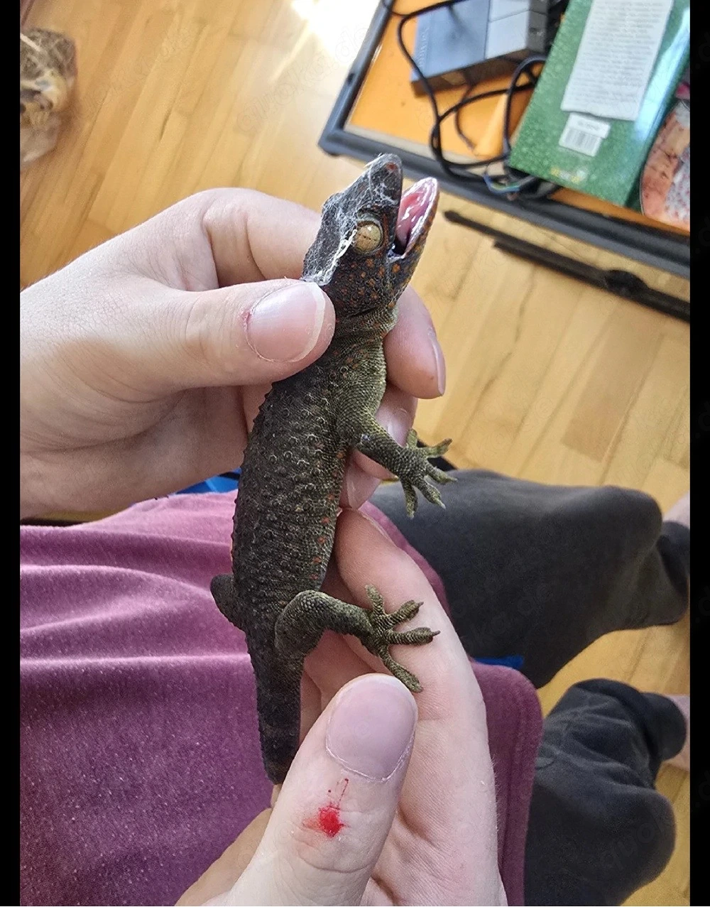 2 Tokeh Gecko Weibchen abzugebe