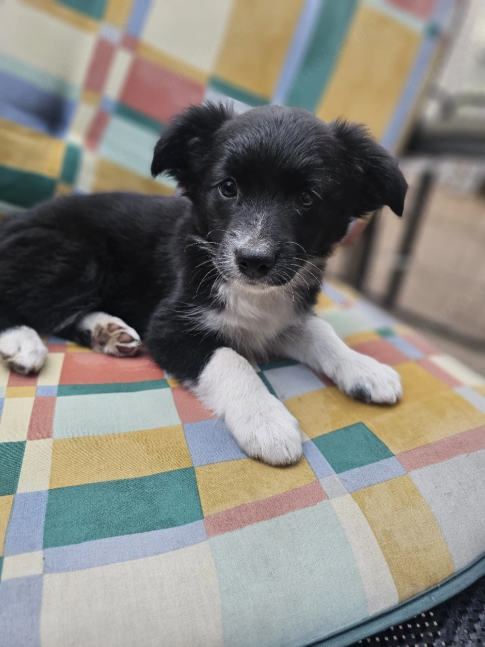 Australian shepherd mix Welpen 