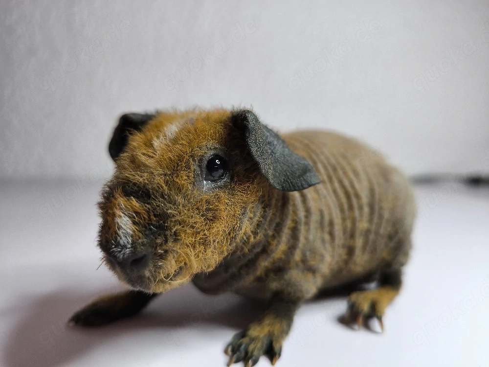 Skinny Pig Meerschweinchen