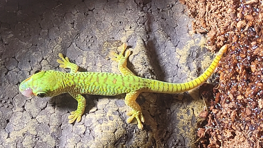 Großer Madagaskar Taggecko 