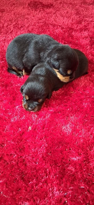 Rottweiler Welpen!