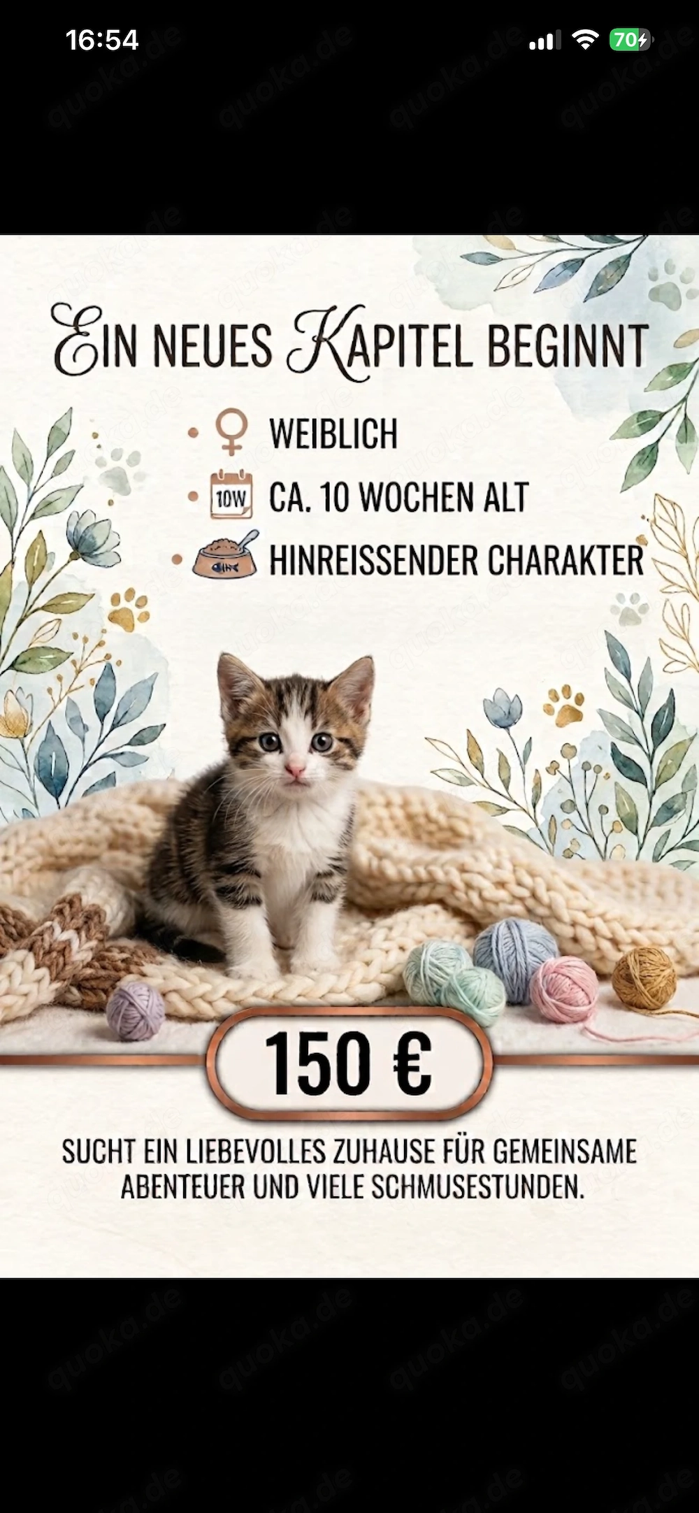 Süßes Kätzchen zu verkaufen