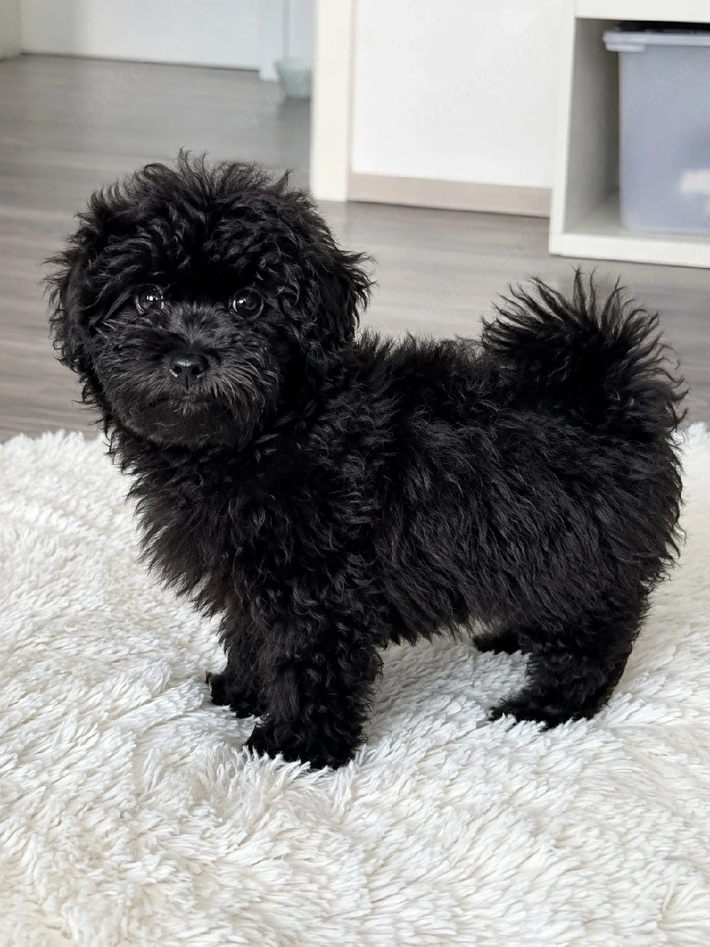 Wunderschöne Maltipoo Welpen