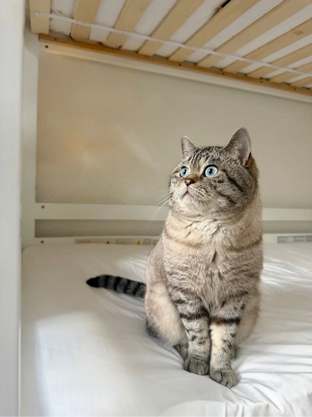 BKH Deckkater   blauäugiger, getigerter Britisch Kurzhaar Kater