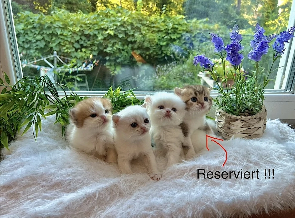 Reinrassige BKH BLH Kitten von Champion Eltern 