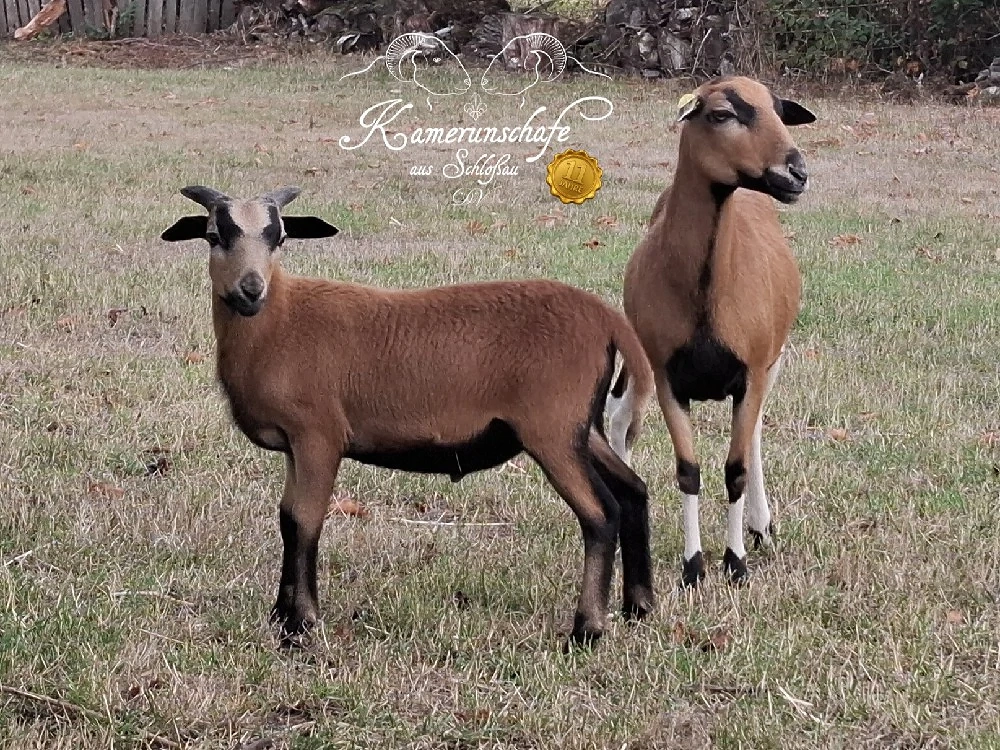 Kamerunschaf - Bocklamm - Herdbuch - maedi unvd.