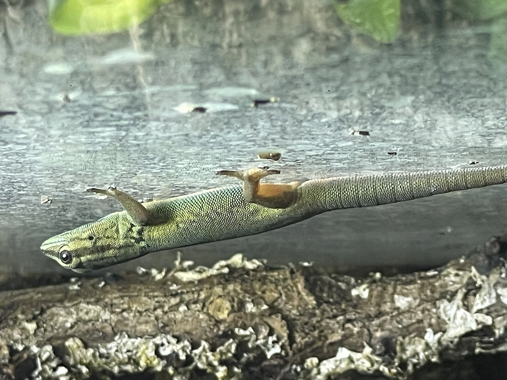 Lygodactylus Williams. Himmelblauer Zwergtaggecko Weibchen 