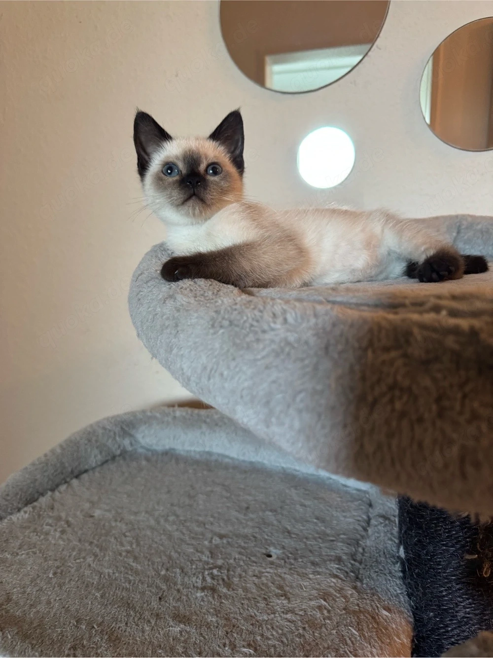 Siam kitten abholbereit 