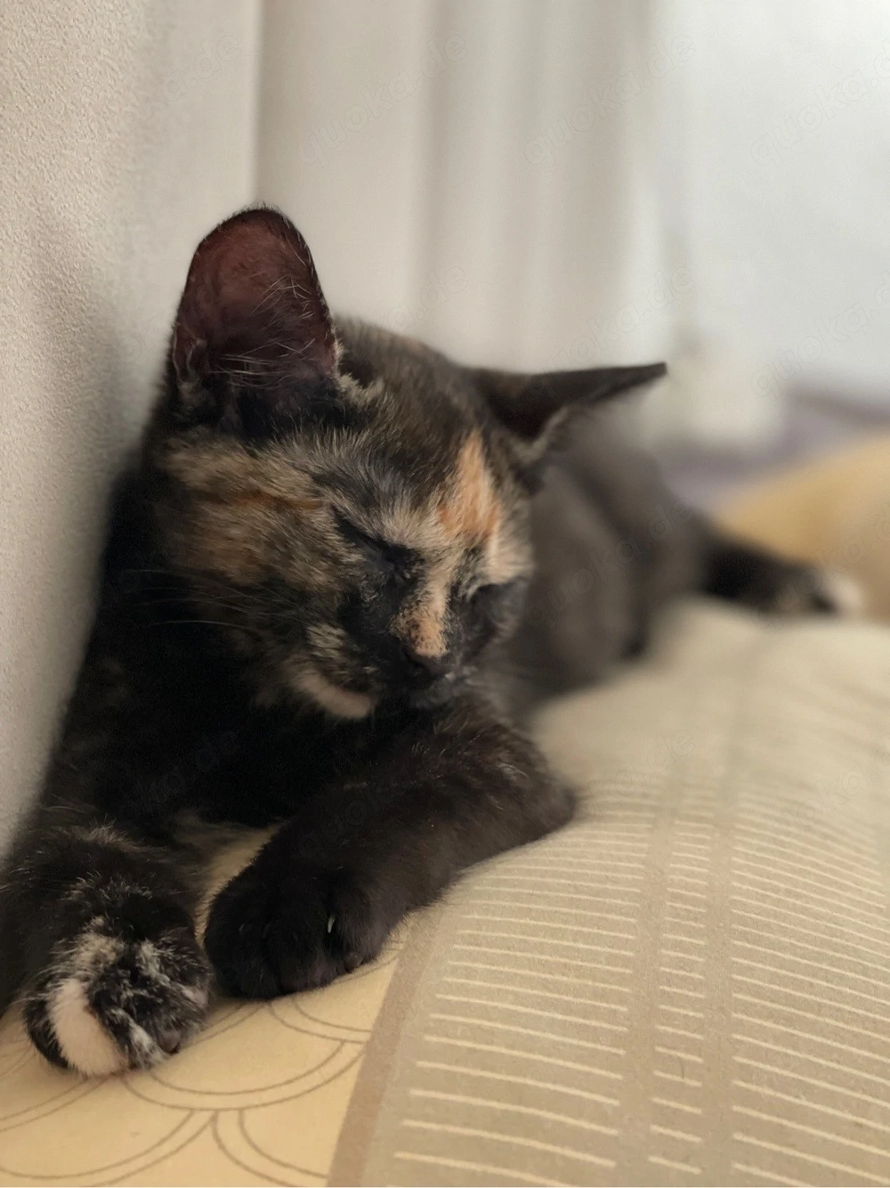    Zwei süße weibliche Katzenbabys suchen liebevolles Zuhause