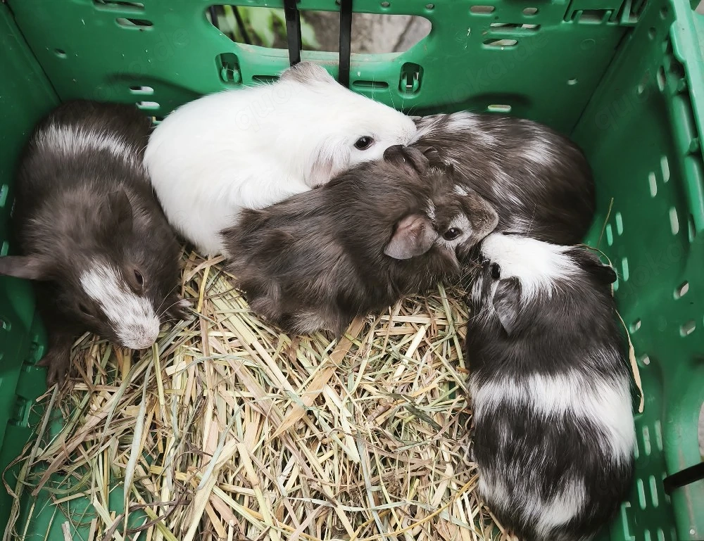 Junge Meerschweinchen