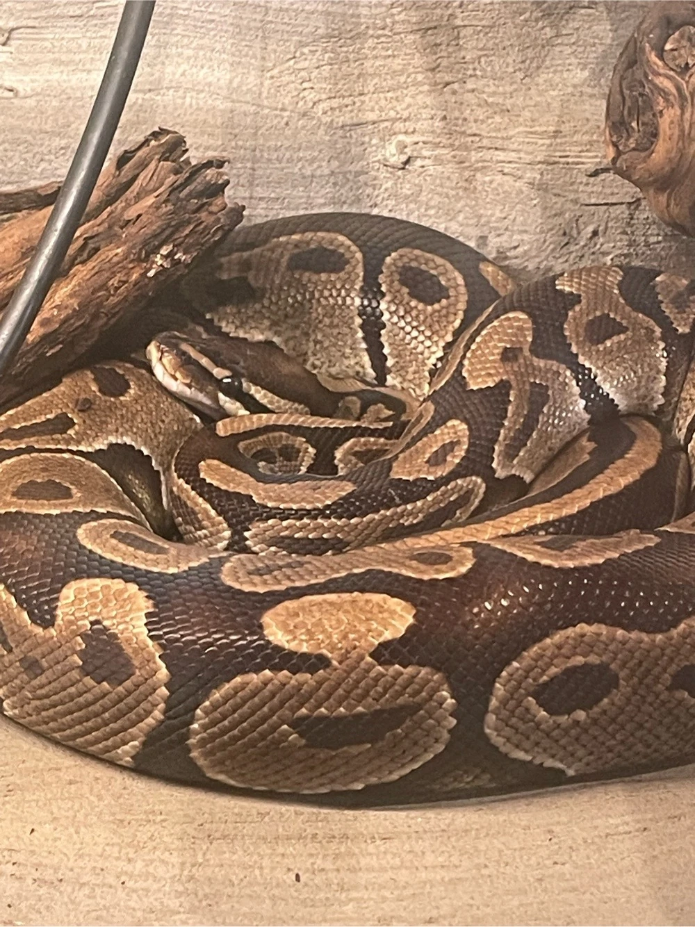 Königspython Python regius