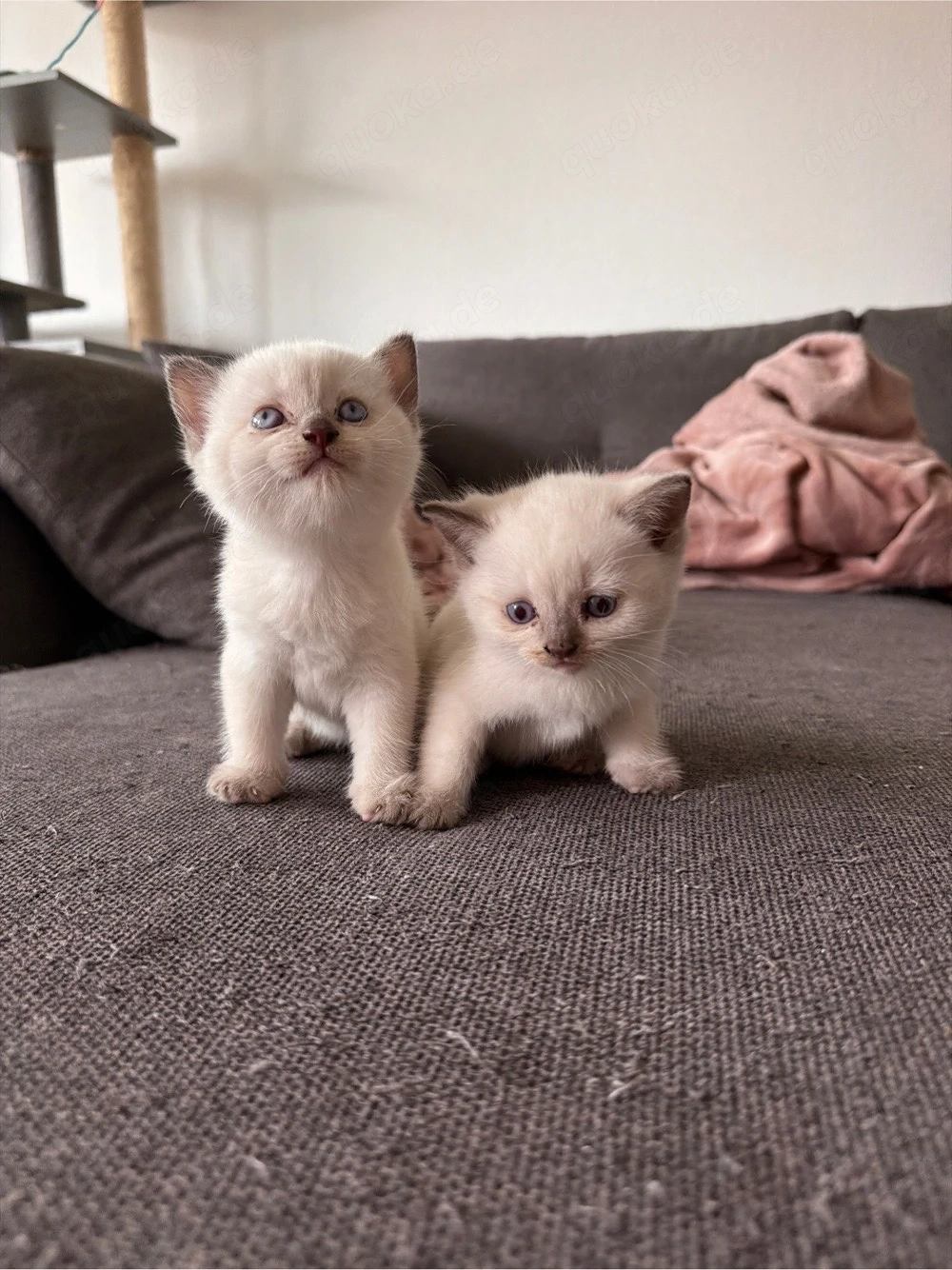    Wunderschöne British-Kurzhaar-Kitten suchen ein liebevolles Zuhause   