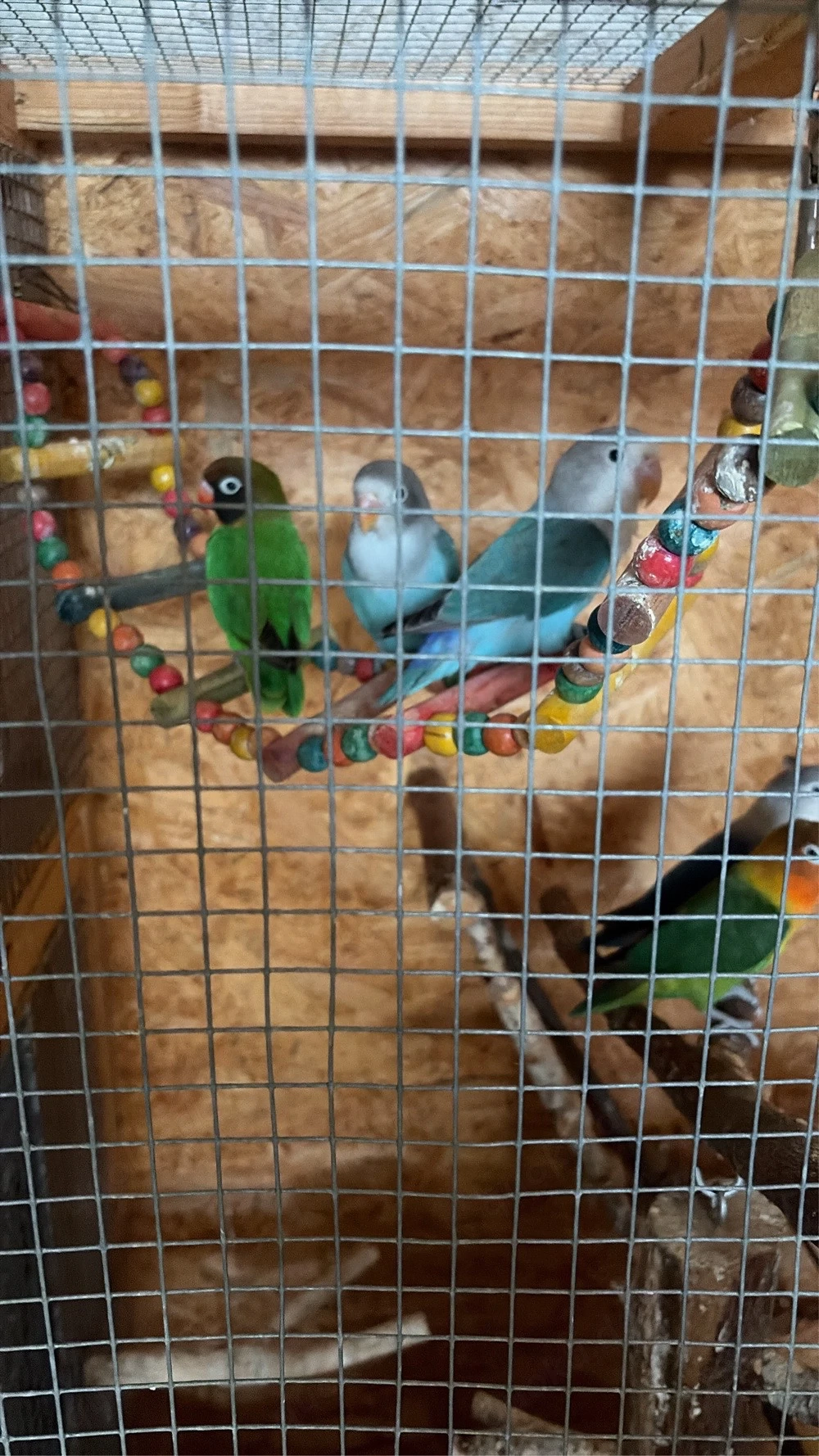 Unzertrennliche Vögel