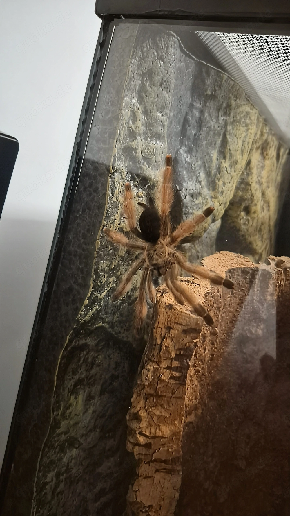 Psalmopoeus pulcher 0.1 (Weibchen) ENZ 2021