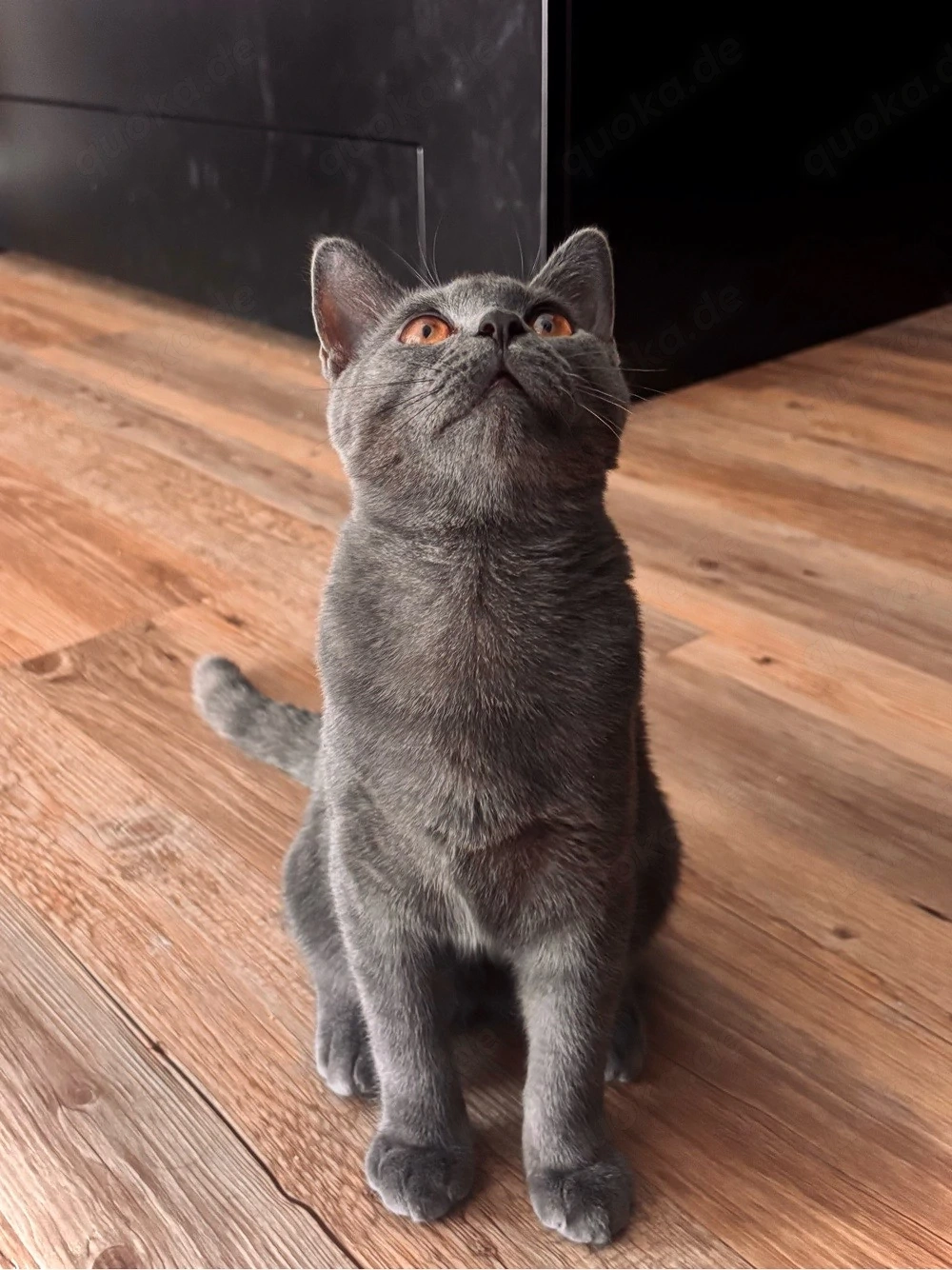 Süßer grauer BKH Kater, 6 Monate alt