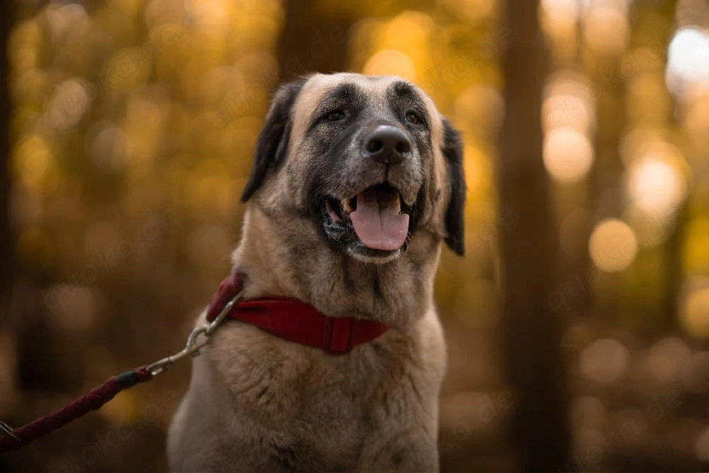 Bella - die Softvariante eines Kangals
