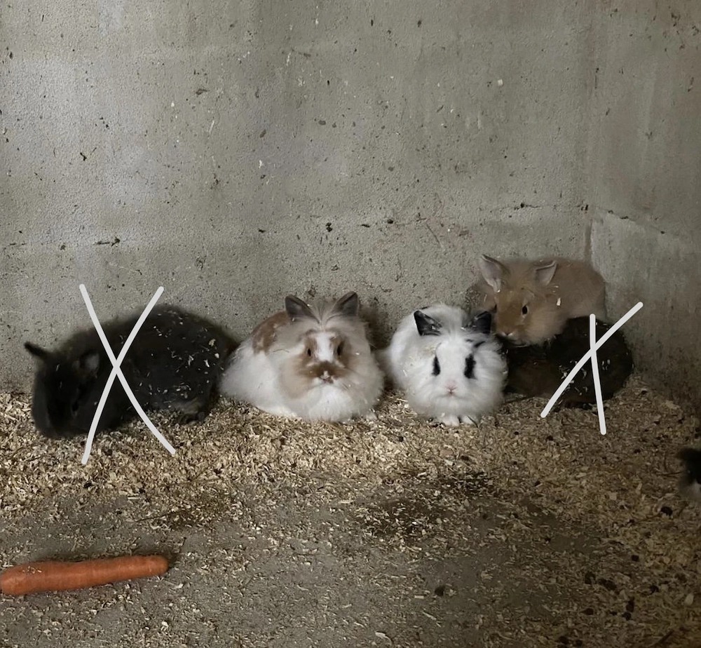 Löwenköpfchen abzugeben 