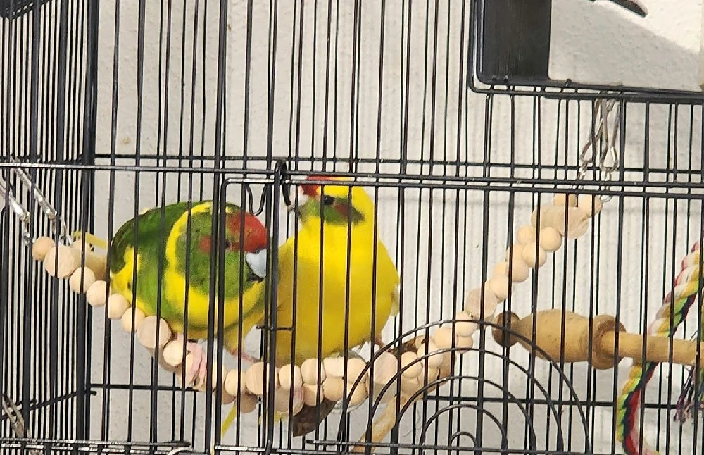 Vögel ohne Käfig 