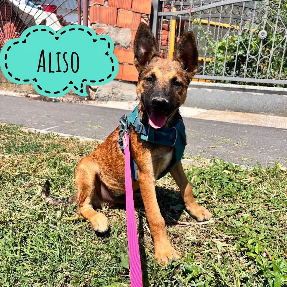 Aliso, wunderhübscher, lieber, verschmuster und gelehriger Malinois Mix Welpe