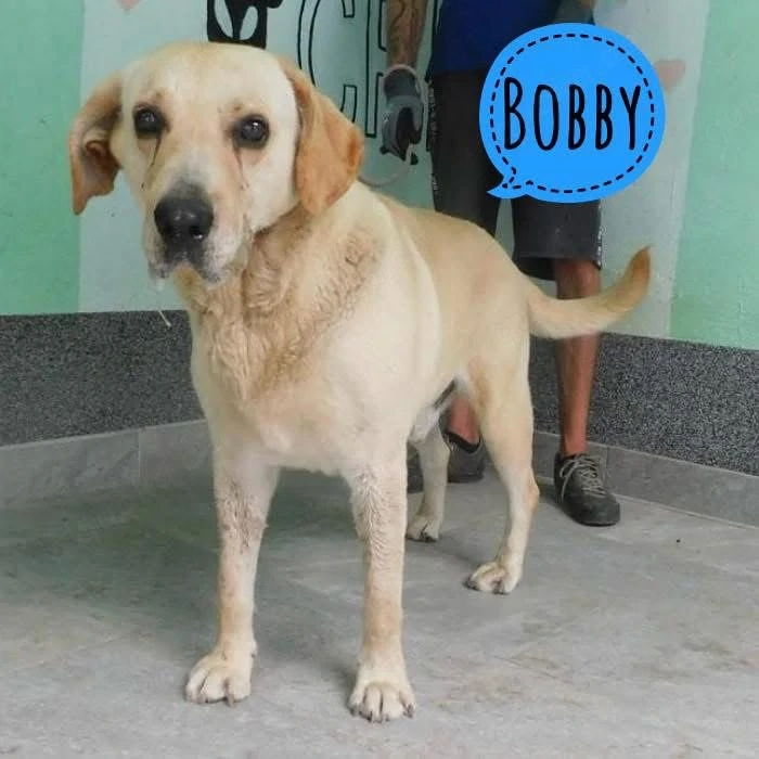 Bobby, Labrador Mix sucht dringend ein neues Zuhause!