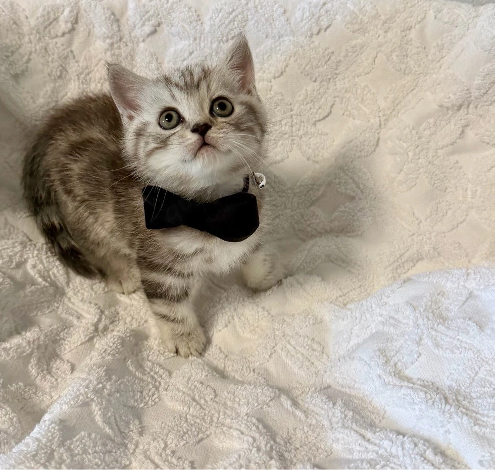 BKH Kitti Whiskas 