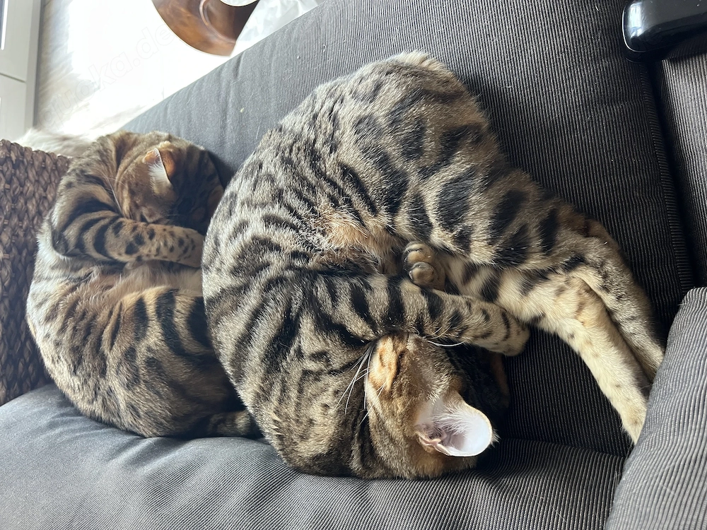 Schweren Herzens: Zwei wunderschöne Bengalen-Schwestern (6 Jahre) suchen ein neues Zuhause