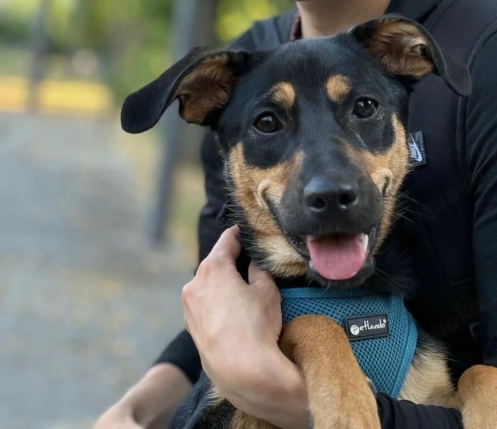 Dobermann Australian Kelpie-Mix Hündin sucht Zuhause