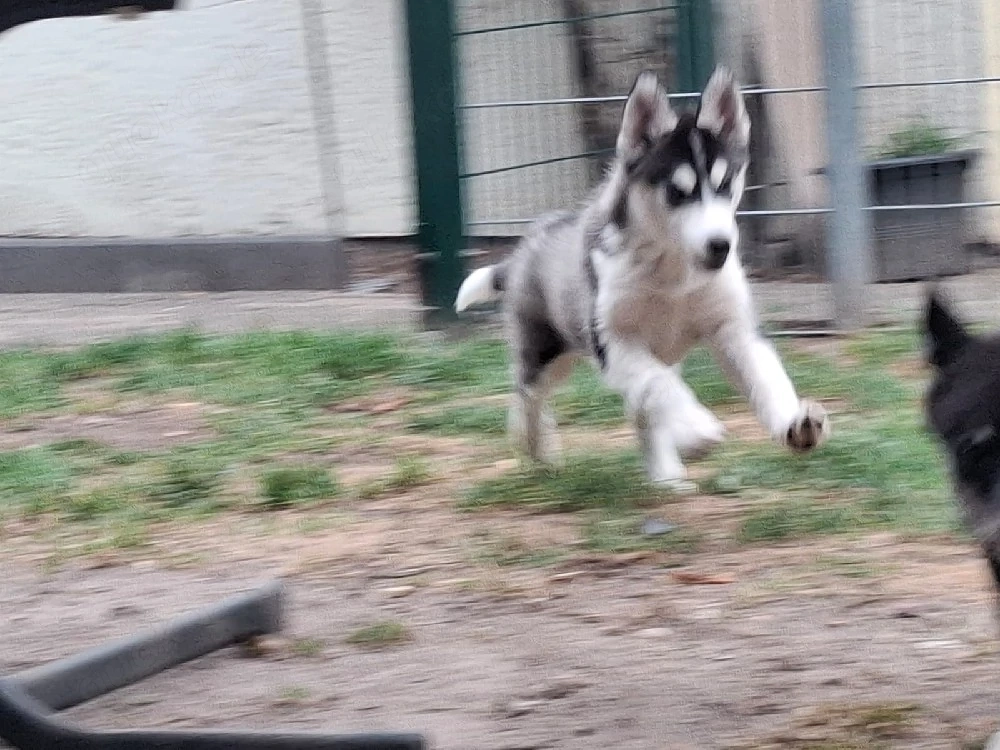 1 reinrassiger Siberian Husky Welpe *abgabebereit*