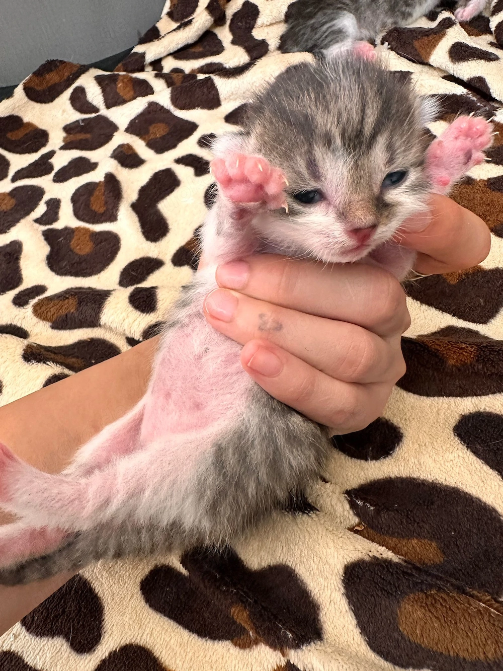 Europäische kurzhaarkatze 