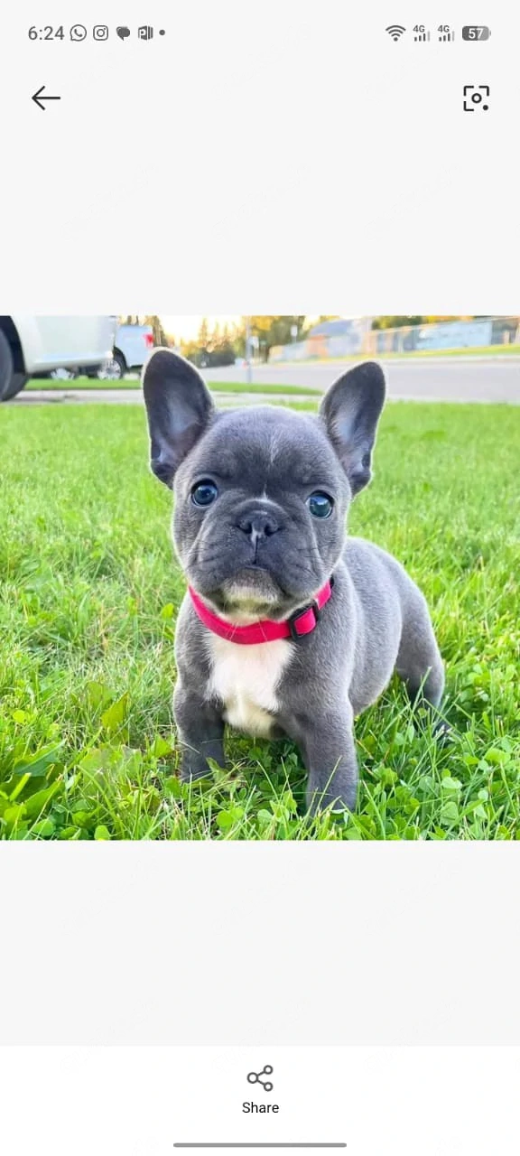 Zuckersüße Französische Bulldoggen Hündin 14 Wochen Alt