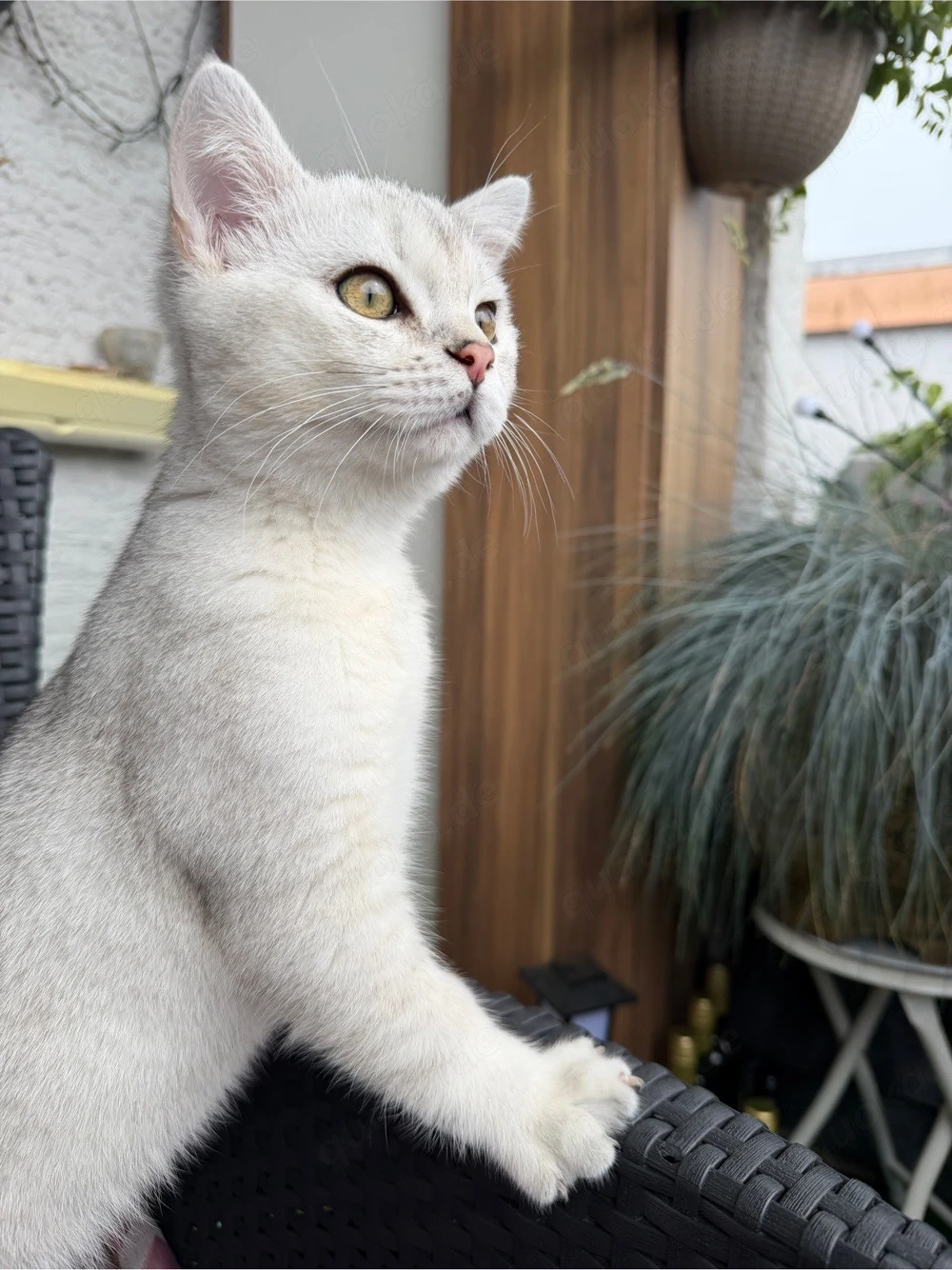 BKH Kater sucht dringend neues zuhause
