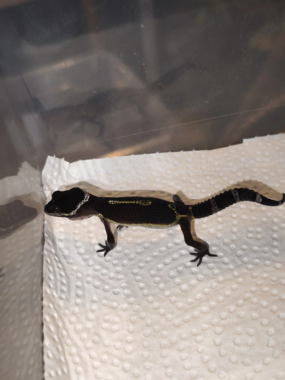 Leopardgecko 1,0 Black night