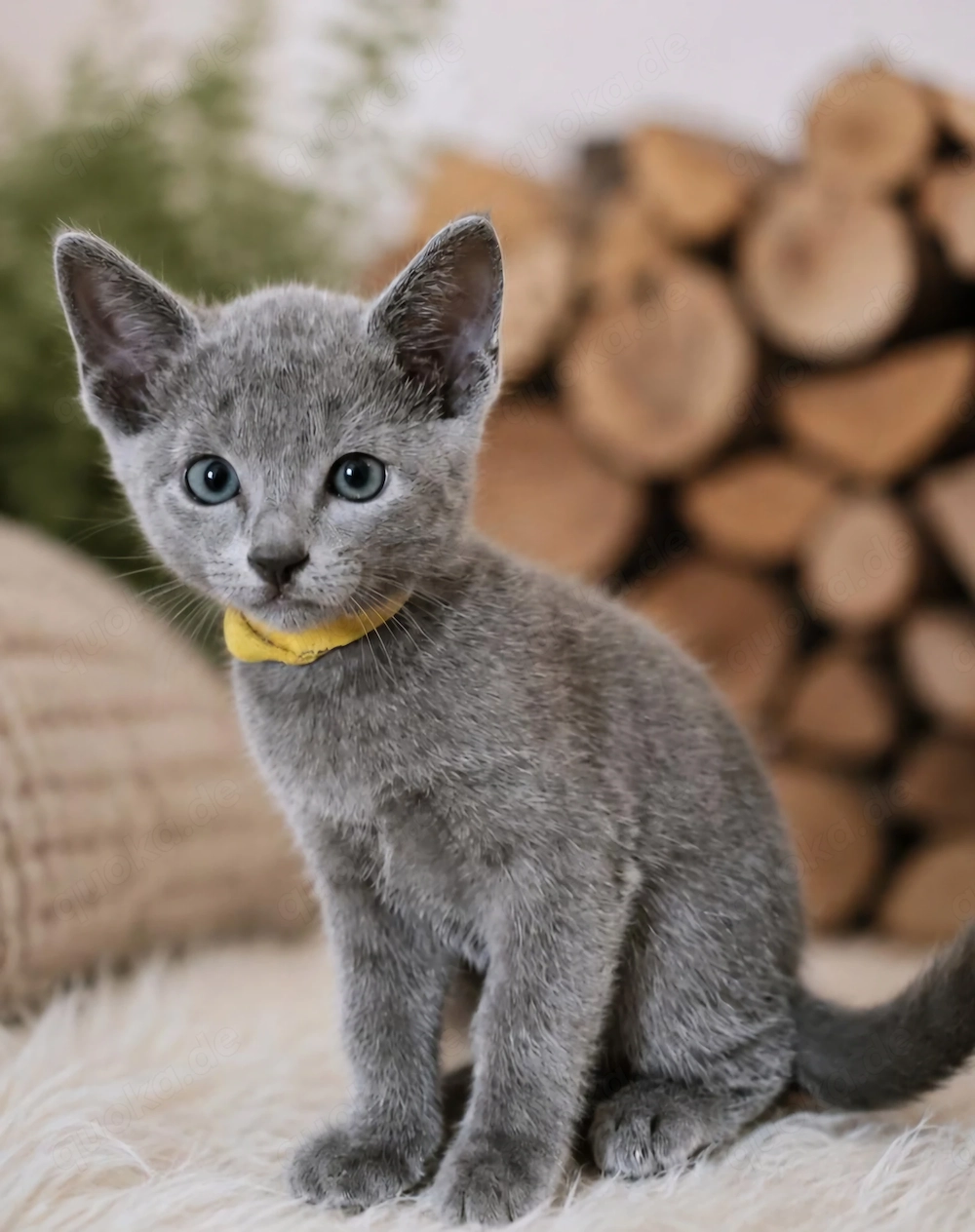 Russisch Blau Kater Stammbaum