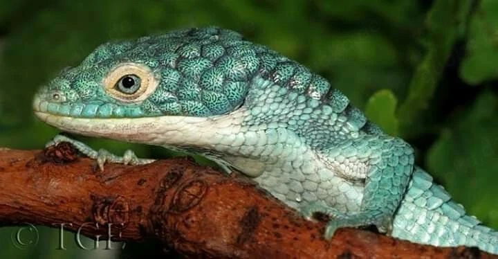 Zuverlässige und verantwortungsvolle Aufnahme von Reptilien