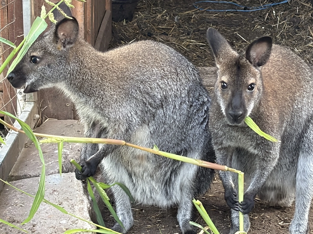 Bennett Känguru 