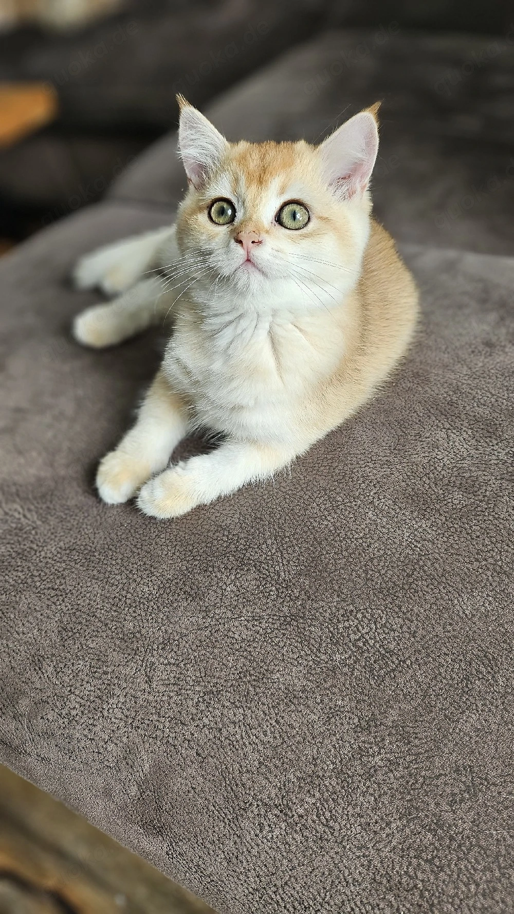 BKH Kitten suchen ihr zuhause