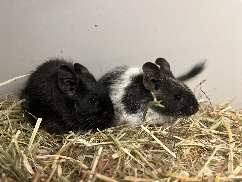 Degus, Degu suchen neuen Körnergeber 