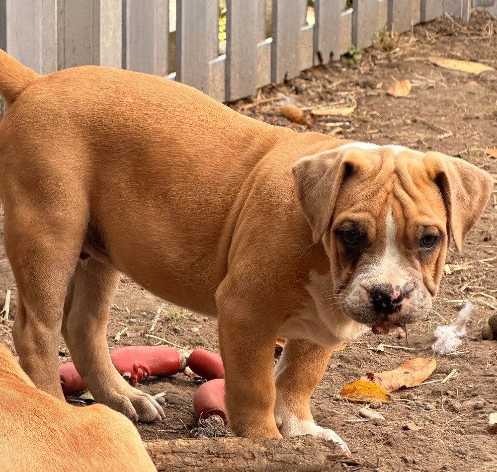 XL Bully Welpe Caju sucht noch seine Herzensmenschen