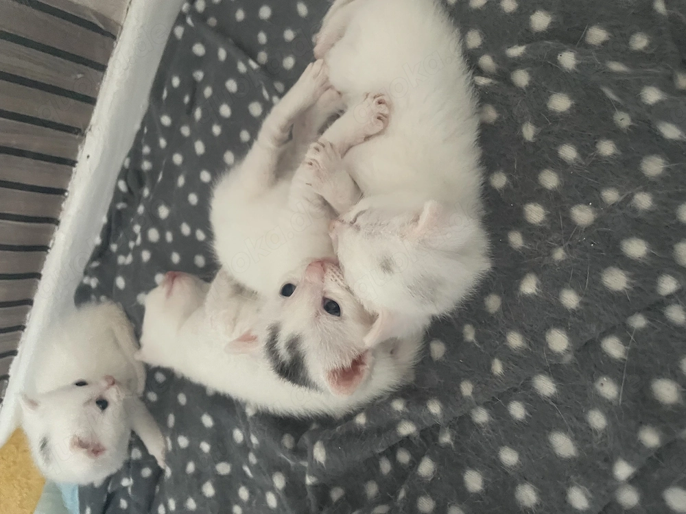 Katzen kitten weis