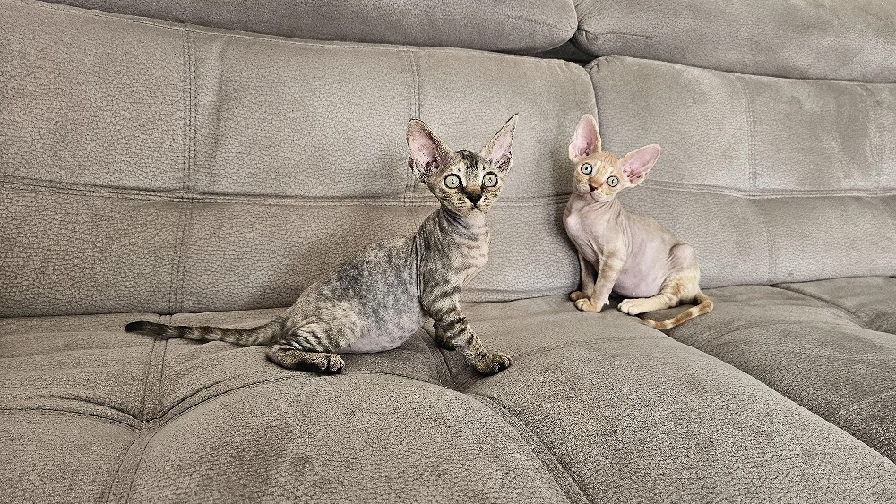 Süße Devon Rex Kitten (2 