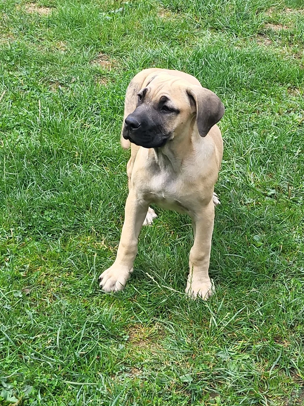 Boerboel Welpen 