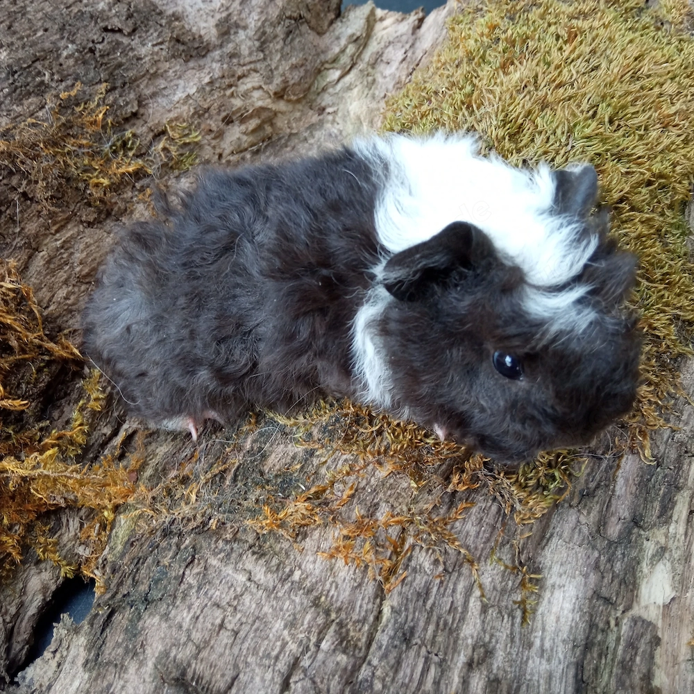 Junge Meerschweinchen Lunkarya Sept 2026