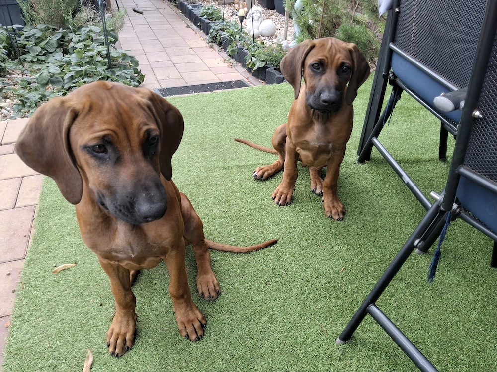 Rhodesian Ridgeback Welpen 
