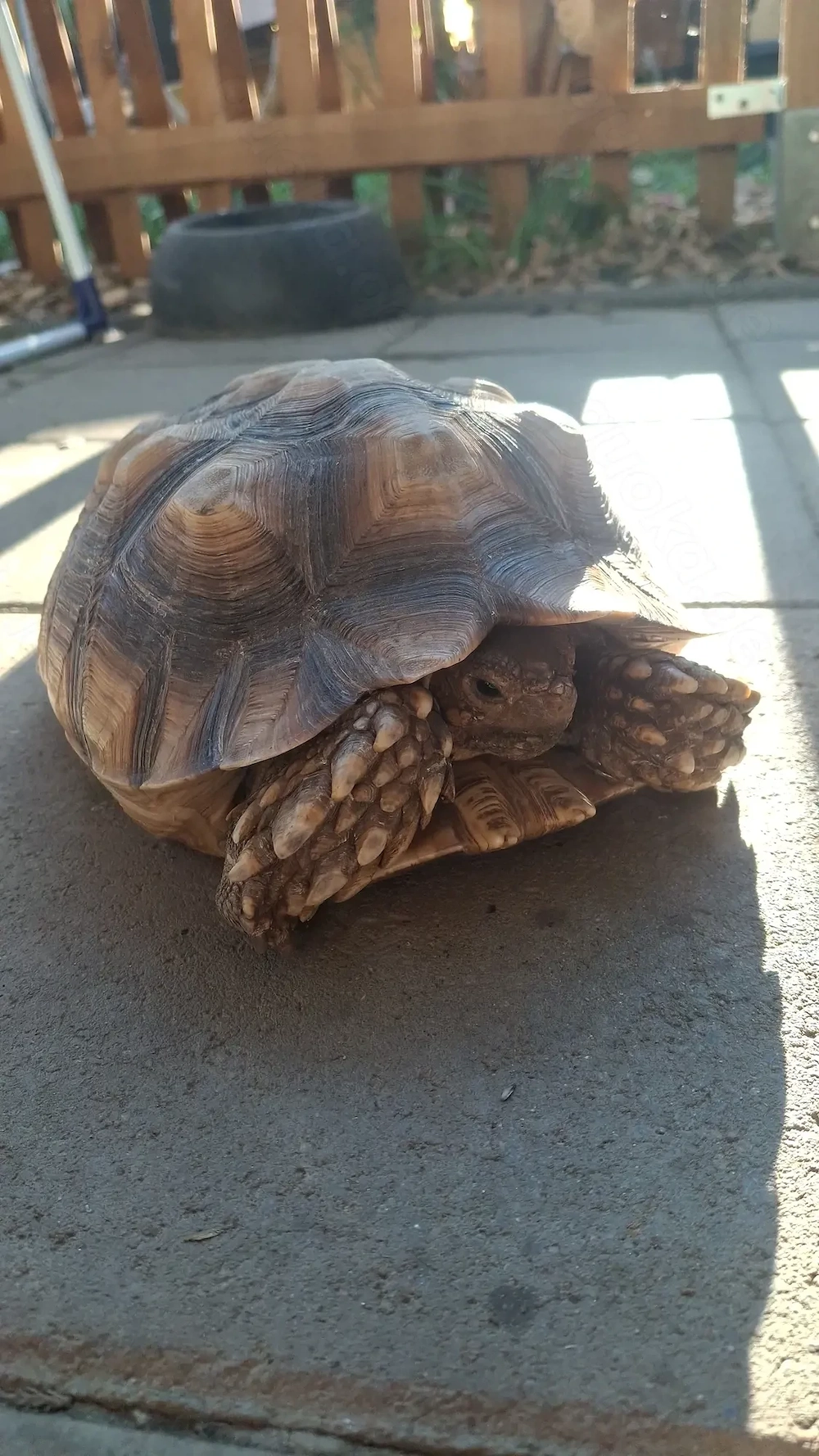 Spornschildkröte 