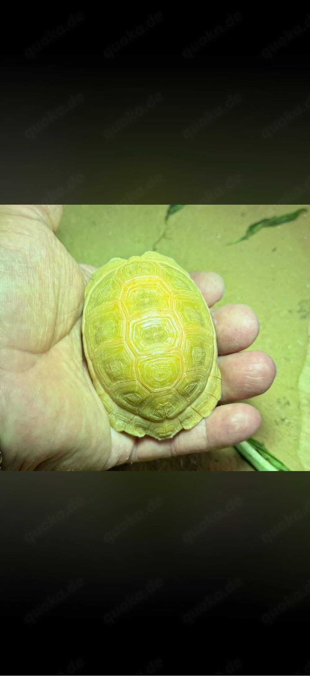 Ägyptische Landschildkröten Testudo kleinmanni zu verkaufen